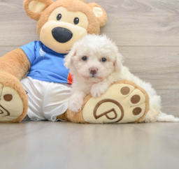 5 week old Bichon Frise Puppy For Sale - Florida Fur Babies