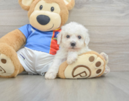 5 week old Bichon Frise Puppy For Sale - Florida Fur Babies
