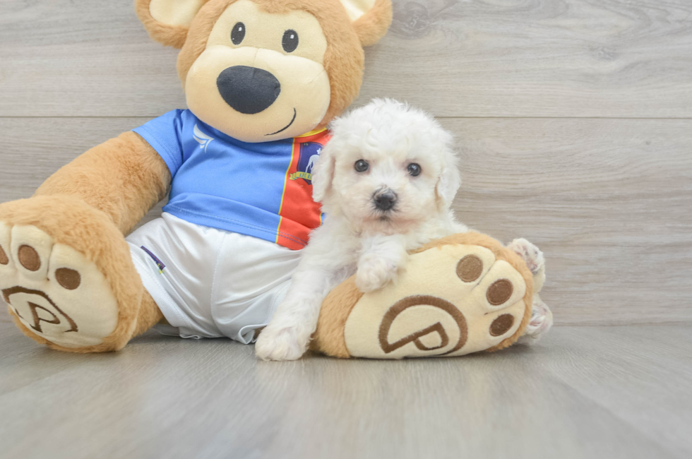5 week old Bichon Frise Puppy For Sale - Florida Fur Babies