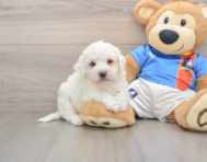5 week old Bichon Frise Puppy For Sale - Florida Fur Babies