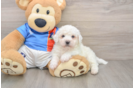 Bichon Frise Puppy for Adoption