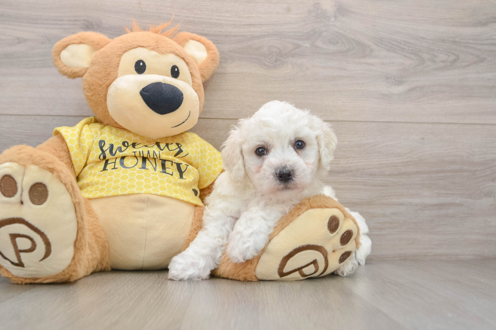 Friendly Bichon Frise Purebred Pup