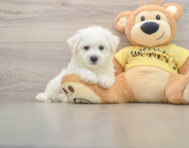 6 week old Bichon Frise Puppy For Sale - Florida Fur Babies