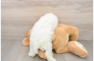 Best Bichon Frise Baby