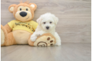 Energetic Bichon À Poil Frisé Purebred Puppy