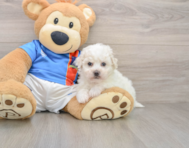 5 week old Bichon Frise Puppy For Sale - Florida Fur Babies
