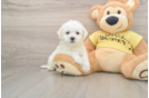 Bichon Frise Pup Being Cute