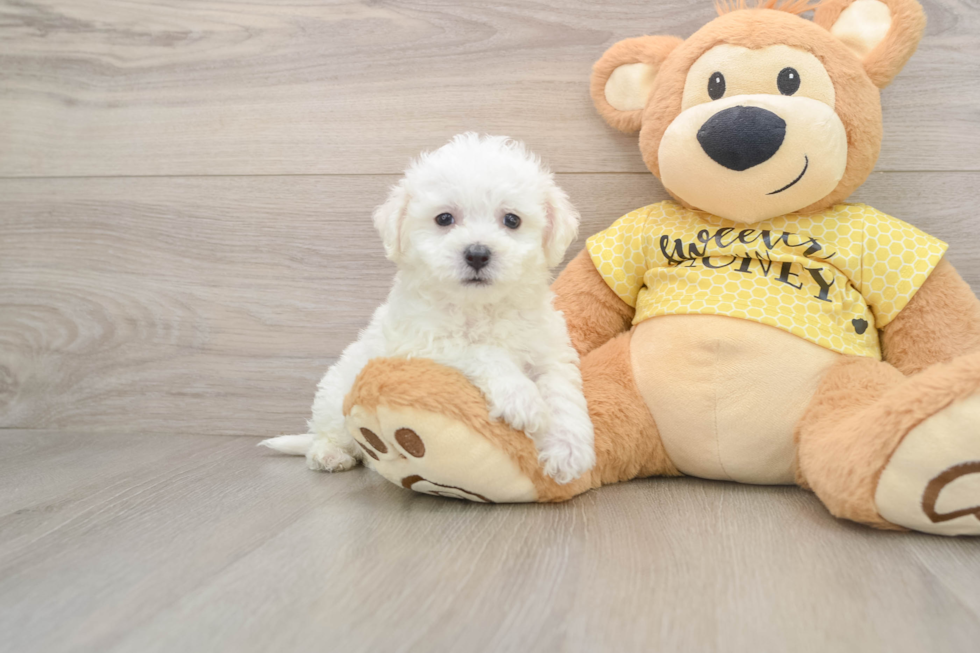 Bichon Frise Pup Being Cute