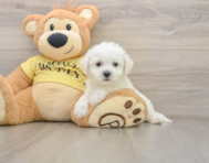 6 week old Bichon Frise Puppy For Sale - Florida Fur Babies