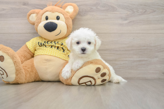Bichon Frise Pup Being Cute