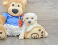 5 week old Bichon Frise Puppy For Sale - Florida Fur Babies