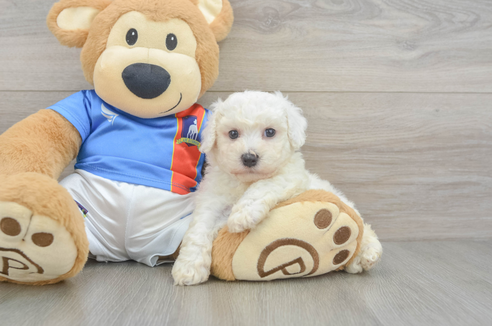 5 week old Bichon Frise Puppy For Sale - Florida Fur Babies