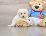 5 week old Bichon Frise Puppy For Sale - Florida Fur Babies