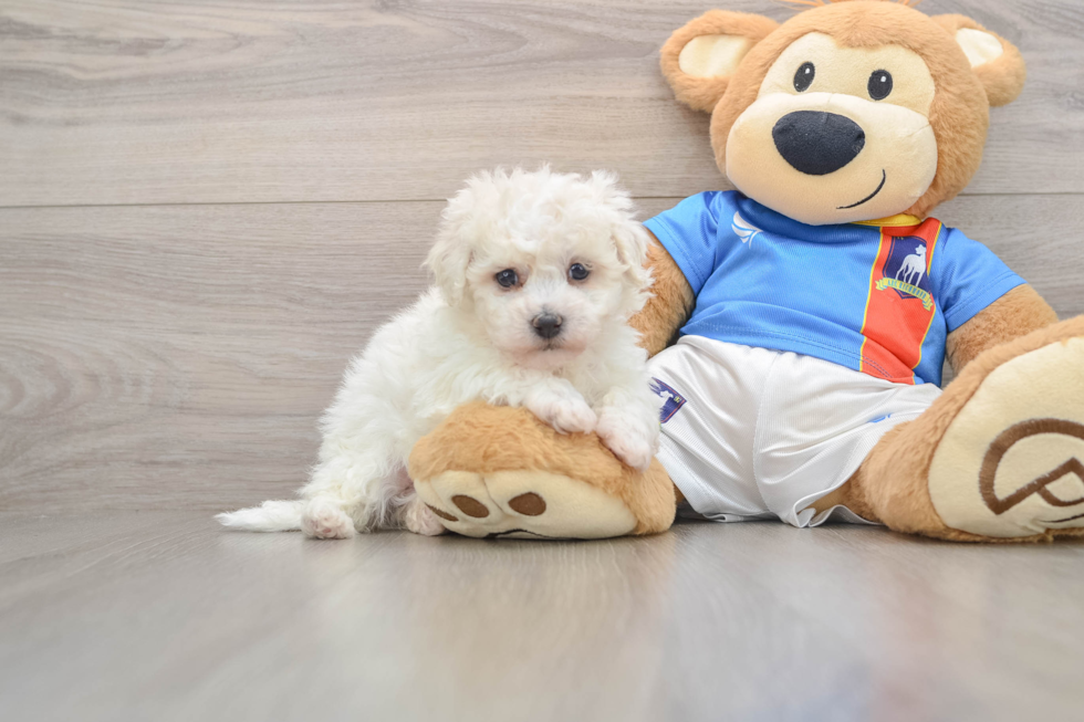 Best Bichon Frise Baby