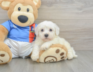 5 week old Bichon Frise Puppy For Sale - Florida Fur Babies