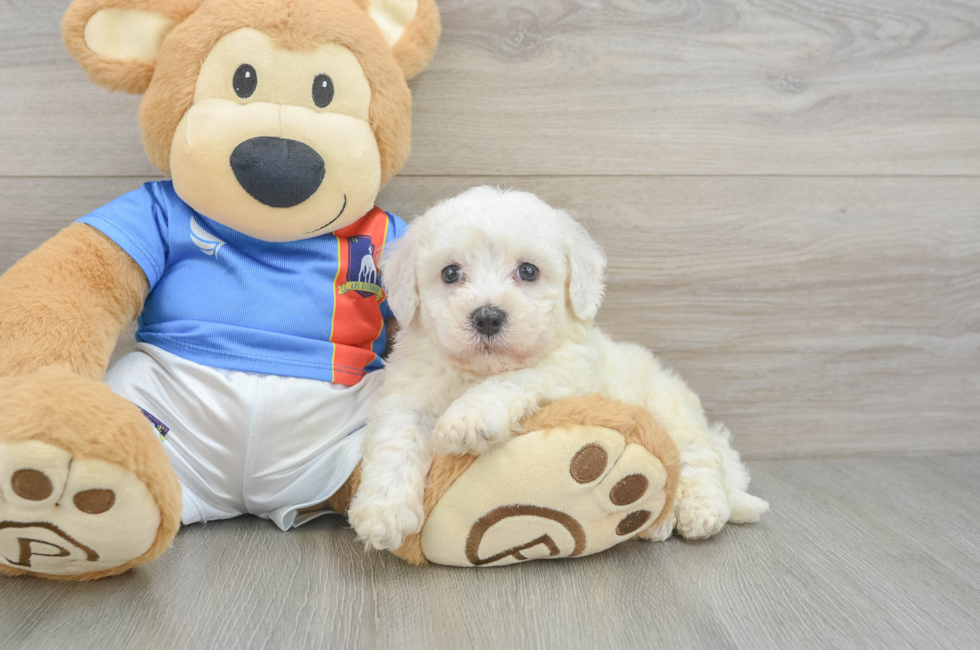 5 week old Bichon Frise Puppy For Sale - Florida Fur Babies