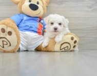 6 week old Bichon Frise Puppy For Sale - Florida Fur Babies