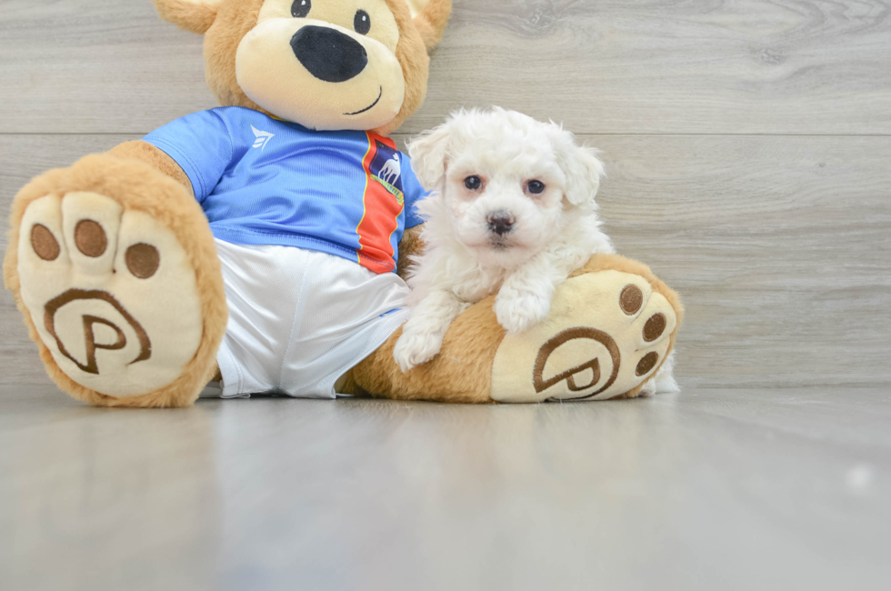 6 week old Bichon Frise Puppy For Sale - Florida Fur Babies