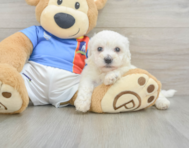 6 week old Bichon Frise Puppy For Sale - Florida Fur Babies