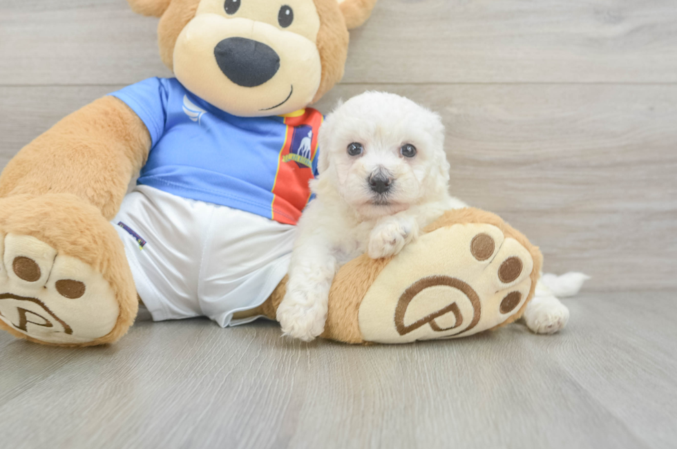 5 week old Bichon Frise Puppy For Sale - Florida Fur Babies