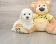 6 week old Bichon Frise Puppy For Sale - Florida Fur Babies
