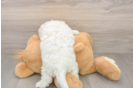 Bichon Frise Puppy for Adoption