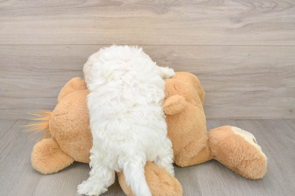 Bichon Frise Puppy for Adoption