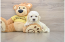 Bichon Frise Pup Being Cute