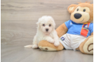 Cute Bichon À Poil Frisé Purebred Puppy