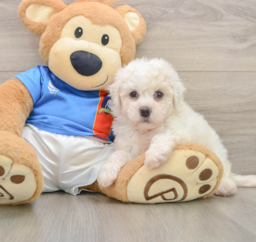 5 week old Bichon Frise Puppy For Sale - Florida Fur Babies