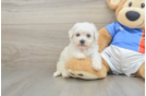 Best Bichon Frise Baby