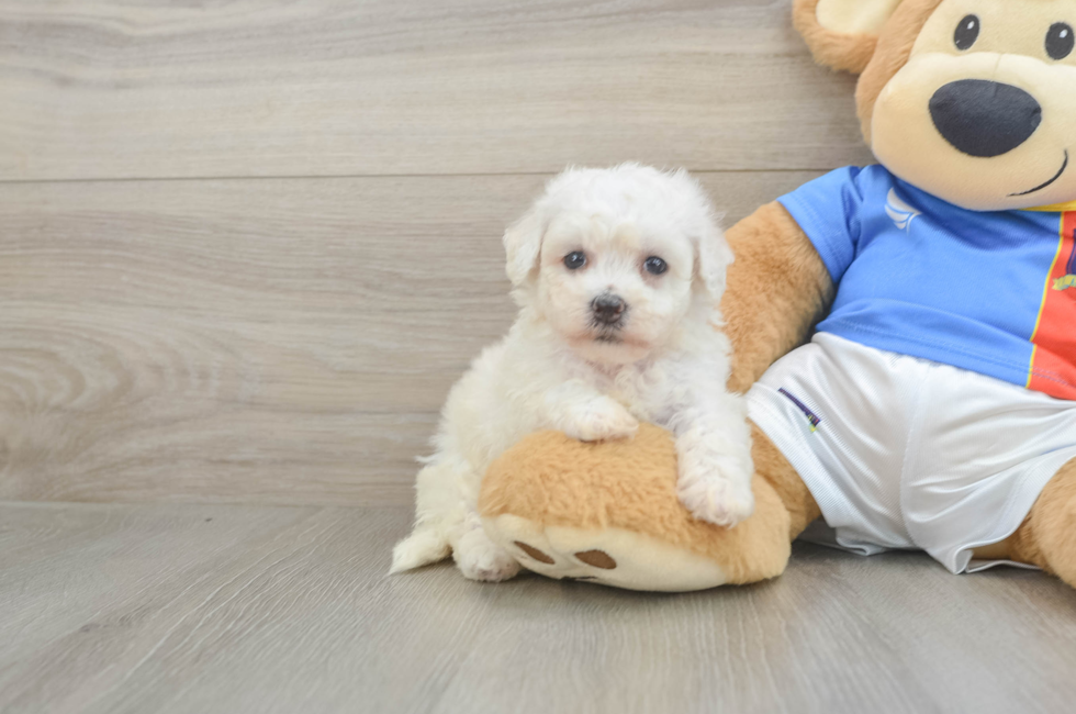5 week old Bichon Frise Puppy For Sale - Florida Fur Babies