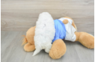 Bichon Frise Puppy for Adoption
