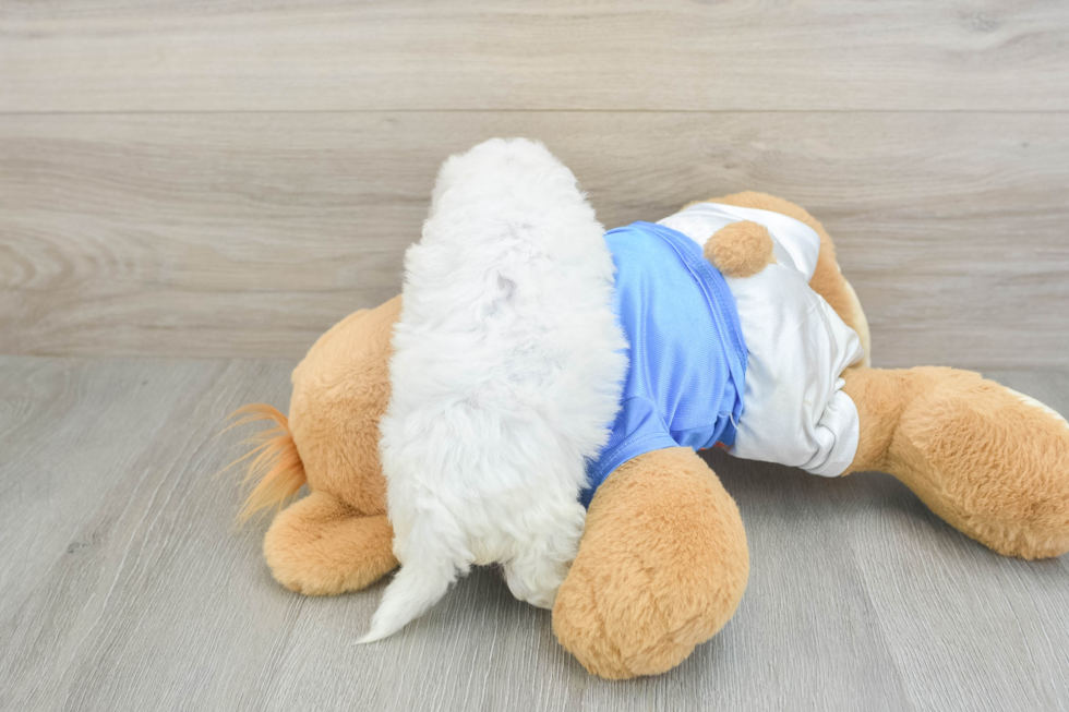 Bichon Frise Puppy for Adoption