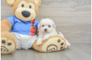 Friendly Bichon Frise Purebred Pup