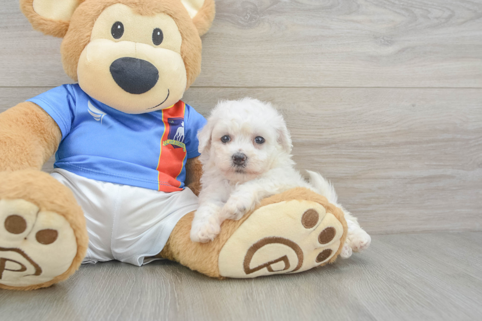 Friendly Bichon Frise Purebred Pup