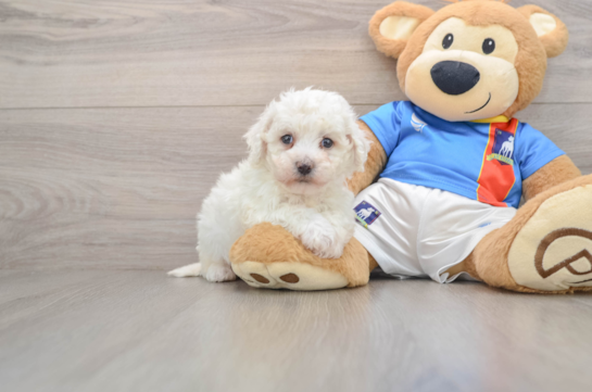 Akc Registered Bichon Frise Baby