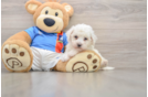 Bichon Frise Puppy for Adoption