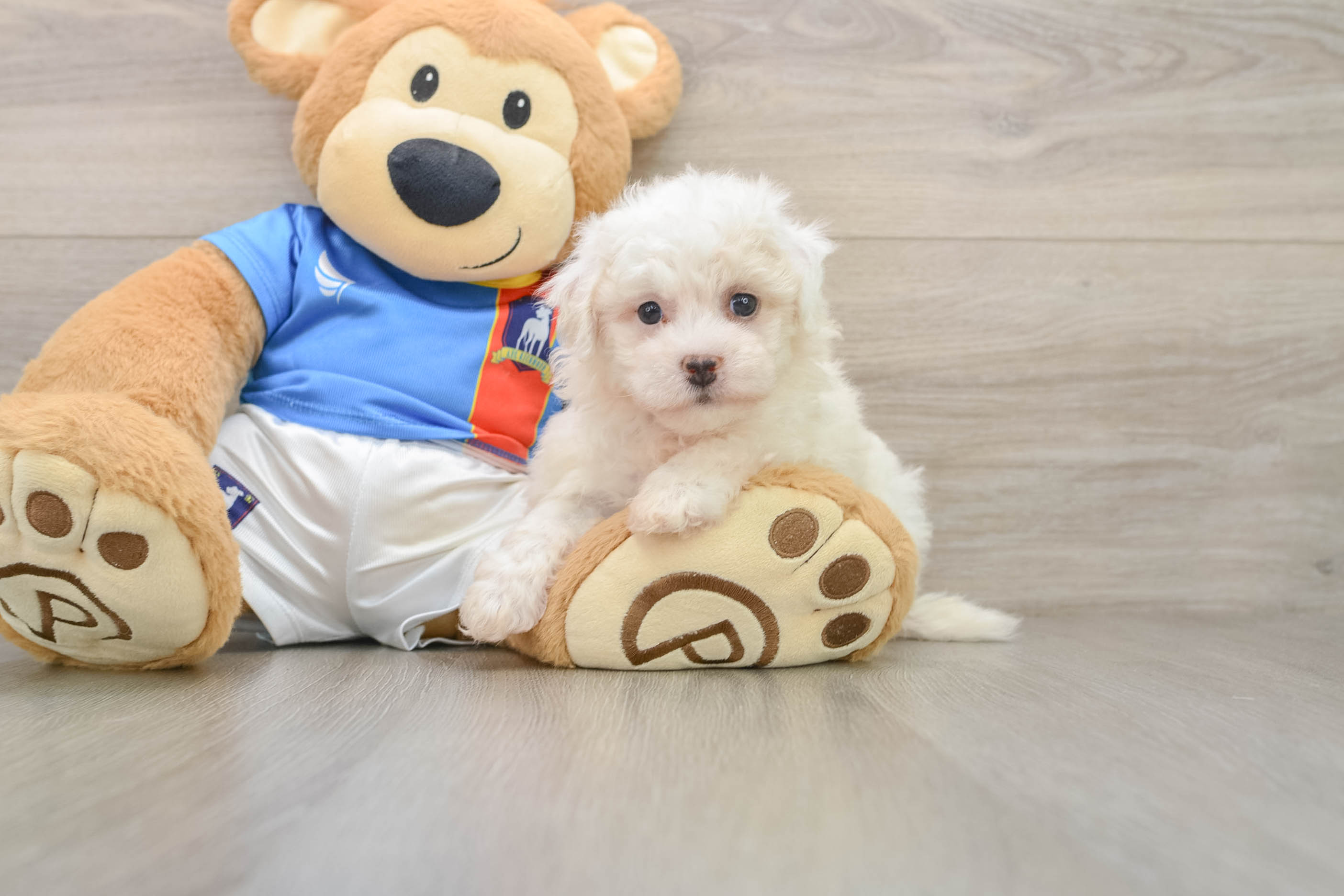 Bichon Frise Puppy for Adoption