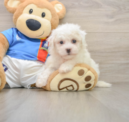 5 week old Bichon Frise Puppy For Sale - Florida Fur Babies
