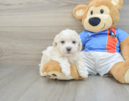 6 week old Bichon Frise Puppy For Sale - Florida Fur Babies