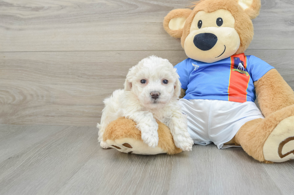 6 week old Bichon Frise Puppy For Sale - Florida Fur Babies