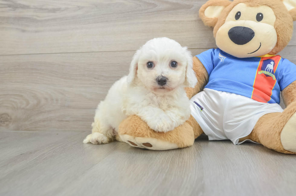 5 week old Bichon Frise Puppy For Sale - Florida Fur Babies