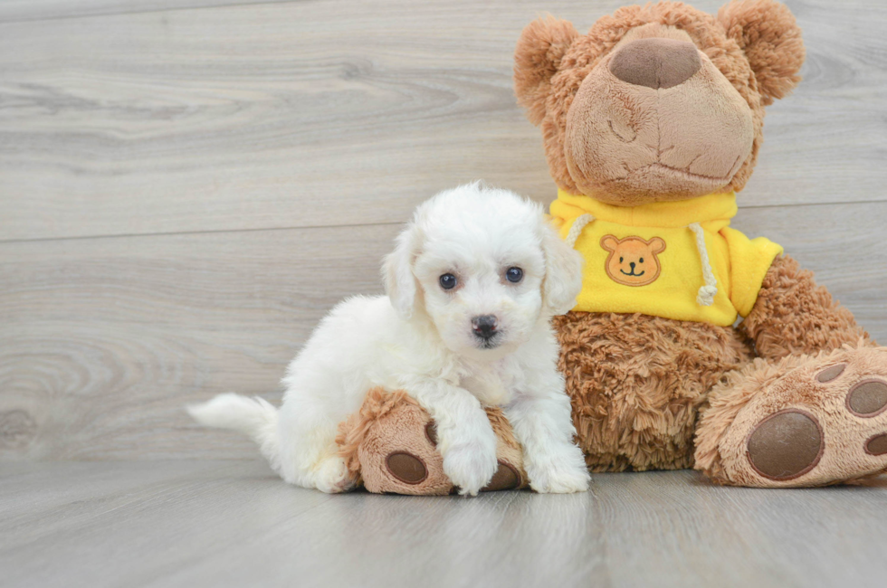 7 week old Bichon Frise Puppy For Sale - Florida Fur Babies