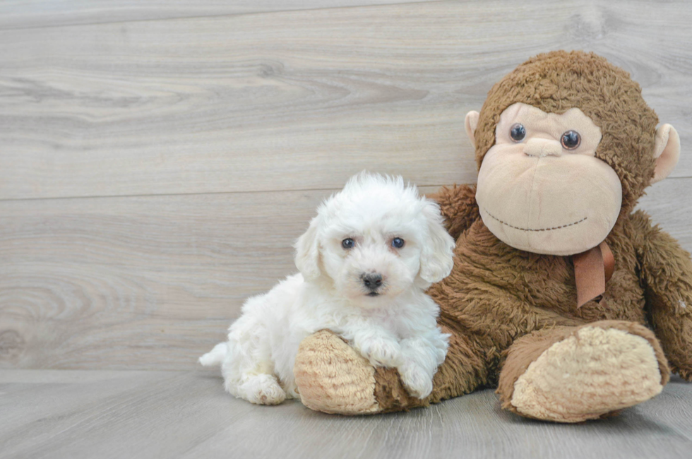 8 week old Bichon Frise Puppy For Sale - Florida Fur Babies