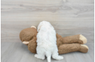 Hypoallergenic Bichon Frise Purebred Pup