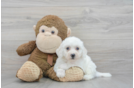 Best Bichon Frise Baby