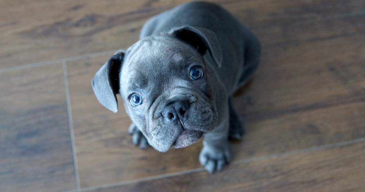 Animal Shelter Blue French Bulldog Puppies Near Me French Bulldog