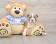 5 week old Boston Terrier Puppy For Sale - Florida Fur Babies