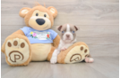 Hypoallergenic Boston Terrier Baby